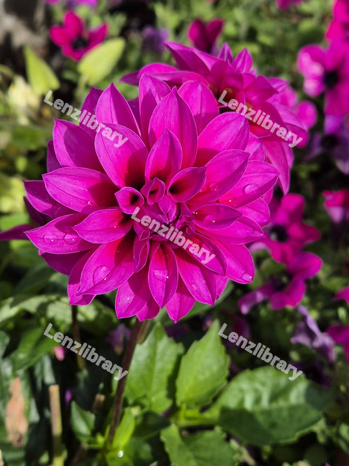 Purple Dahlia Flower